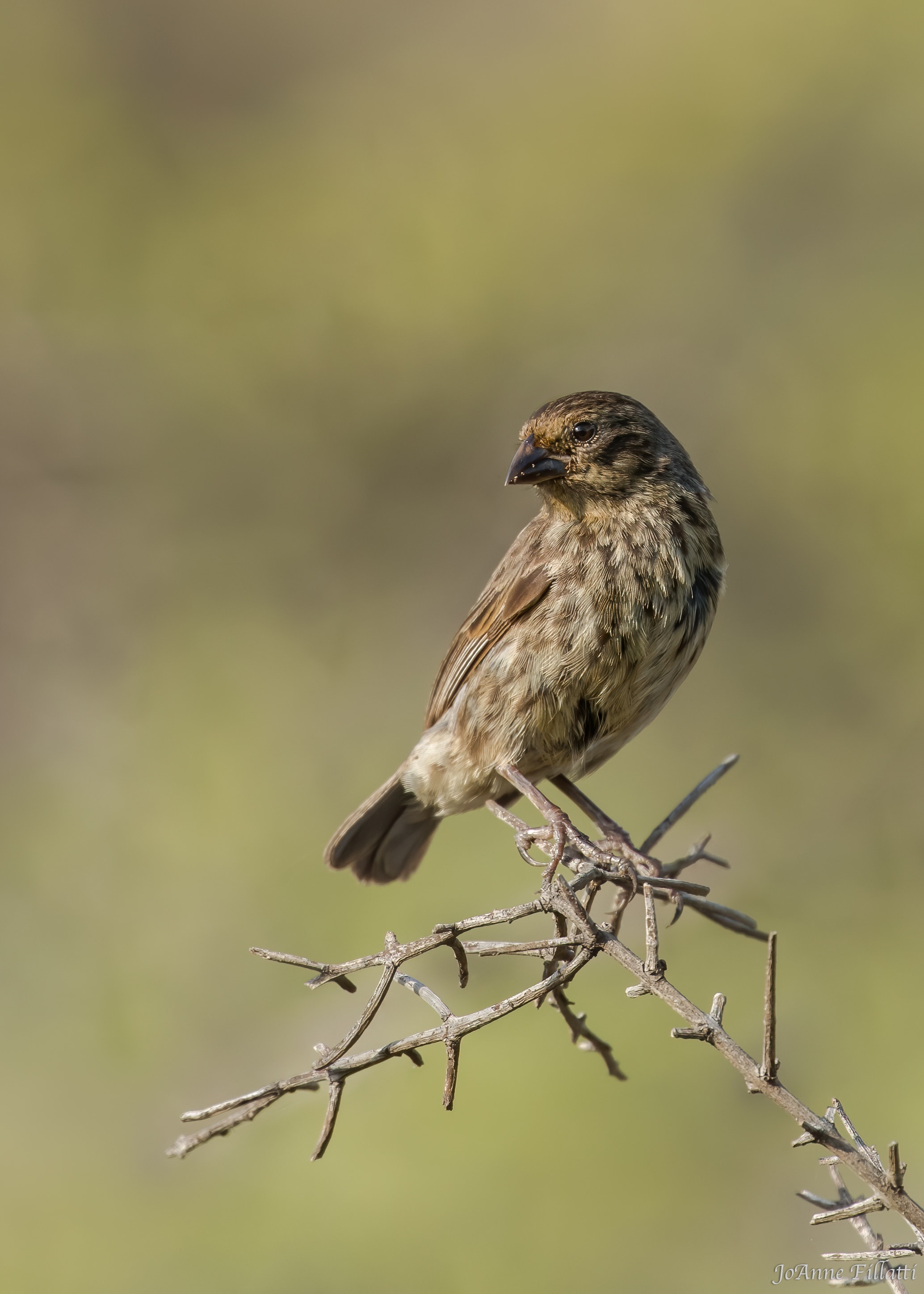 bird of galapagos image 31